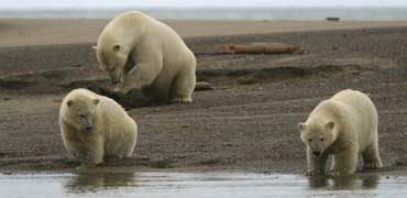 Photo credit: U.S. Fish and Wildlife Service