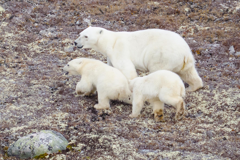 Polar bear mother and cubs Hale 2012 2